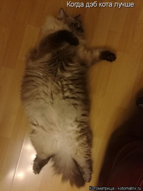 Лучшие котоматрицы недели