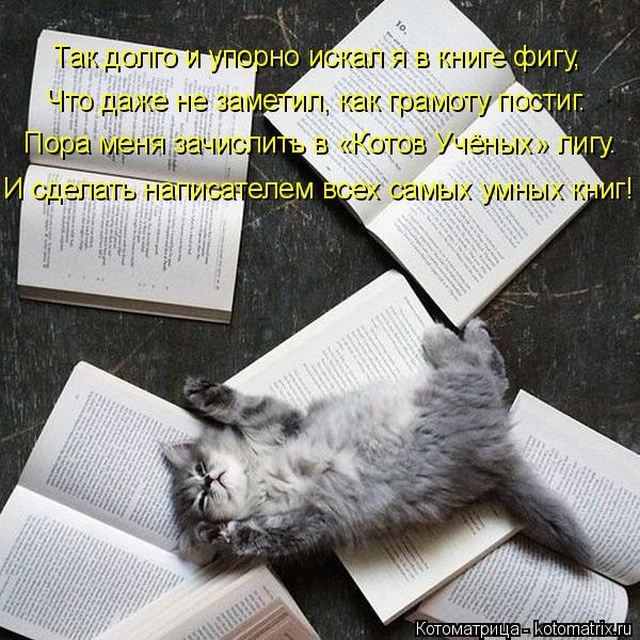 Лучшие котоматрицы недели