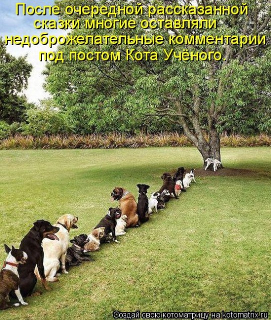 Лучшие котоматрицы недели