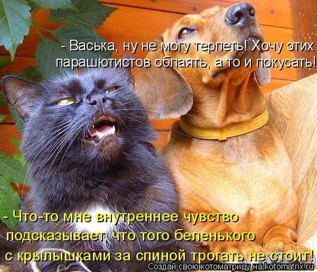 Лучшие котоматрицы недели