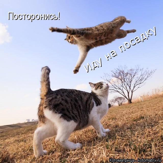 Лучшие котоматрицы недели