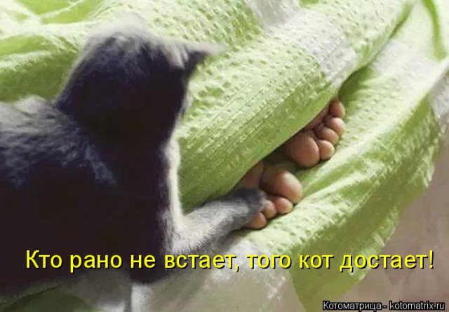 Лучшие котоматрицы недели
