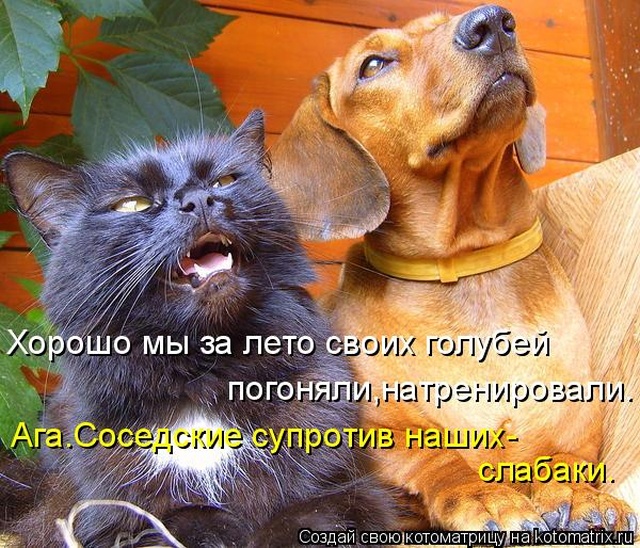 Лучшие котоматрицы недели