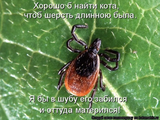 Лучшие котоматрицы недели