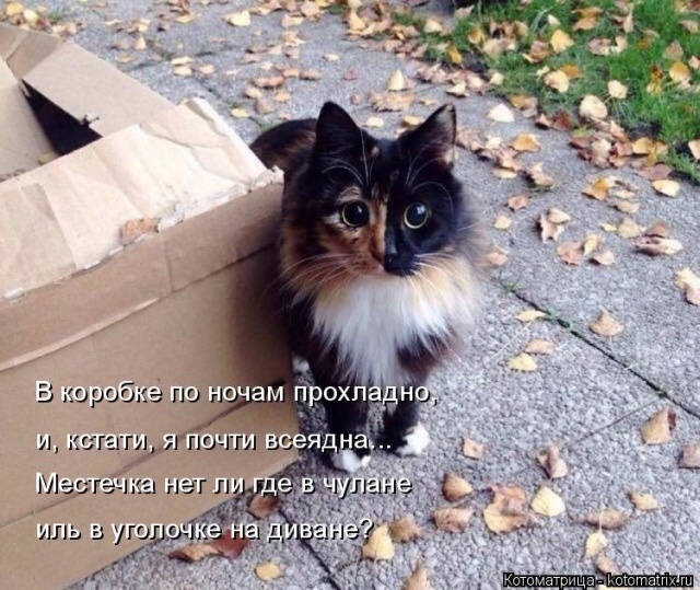 Лучшие котоматрицы недели