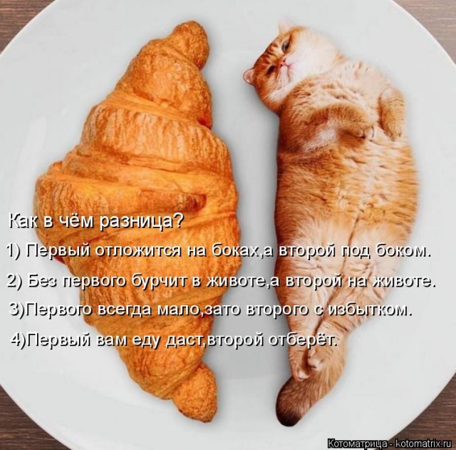 Лучшие котоматрицы недели