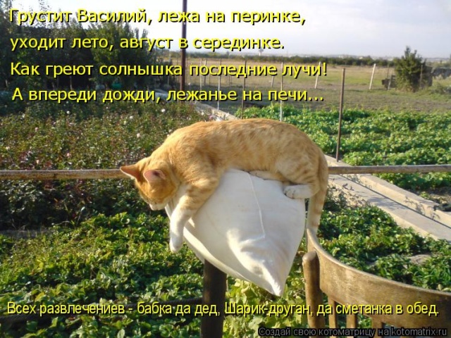 Лучшие котоматрицы недели