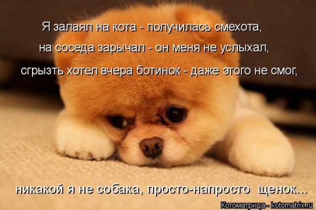 Лучшие котоматрицы недели