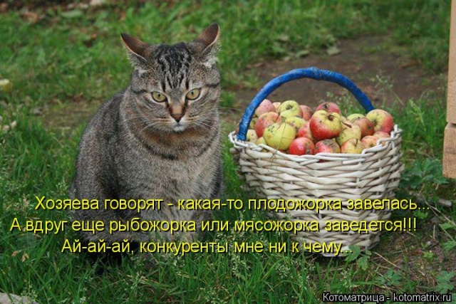 Лучшие котоматрицы недели