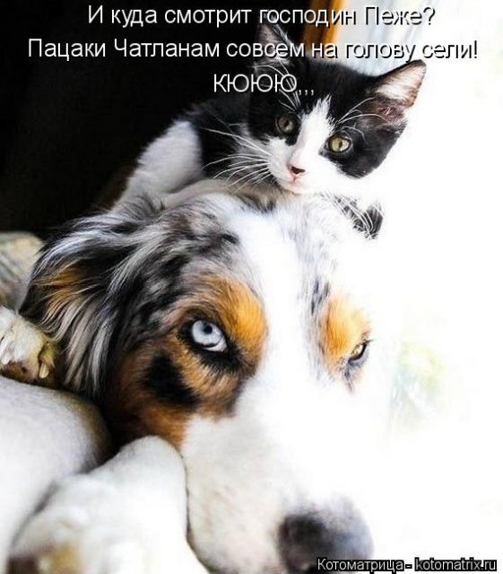 Лучшие котоматрицы недели