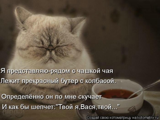 Лучшие котоматрицы недели