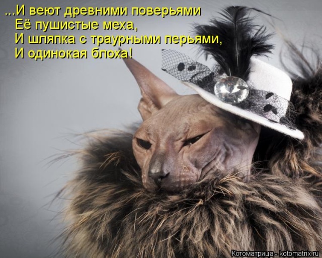 Лучшие котоматрицы недели