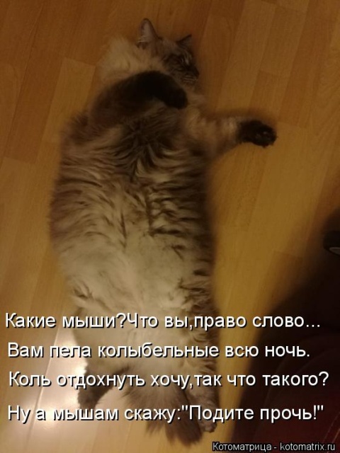 Лучшие котоматрицы недели