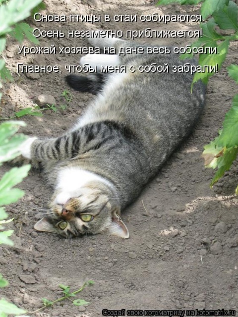 Лучшие котоматрицы недели