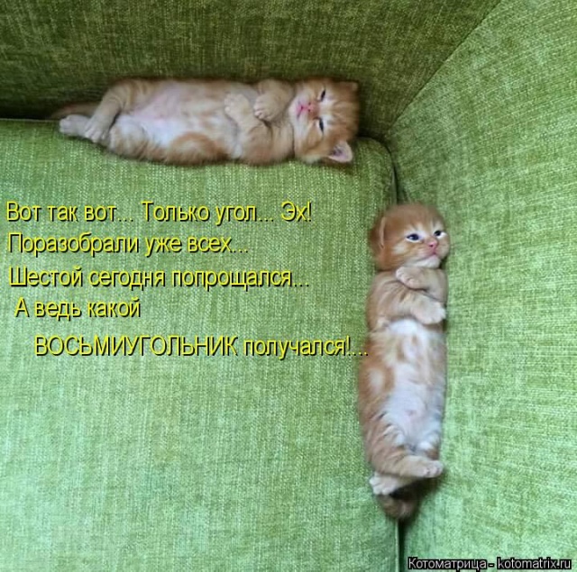 Лучшие котоматрицы недели