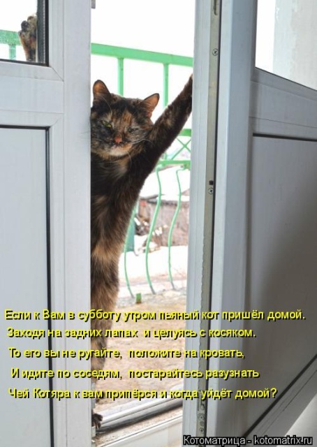 Лучшие котоматрицы недели