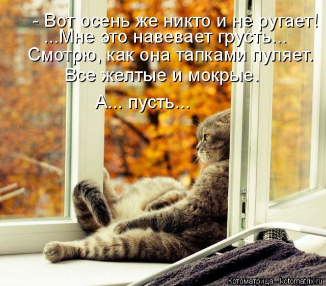 Лучшие котоматрицы недели