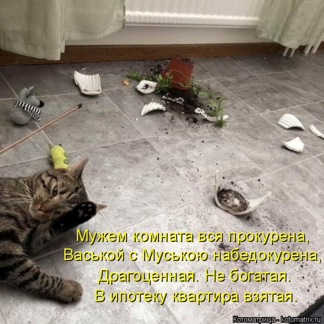 Лучшие котоматрицы недели