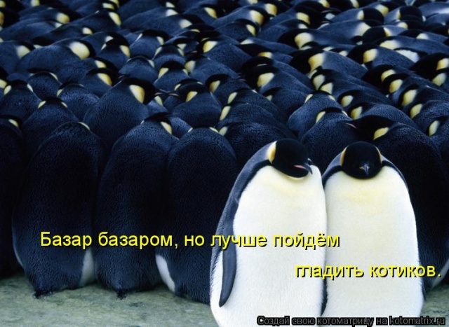 Лучшие котоматрицы недели
