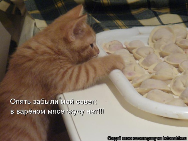 Лучшие котоматрицы недели