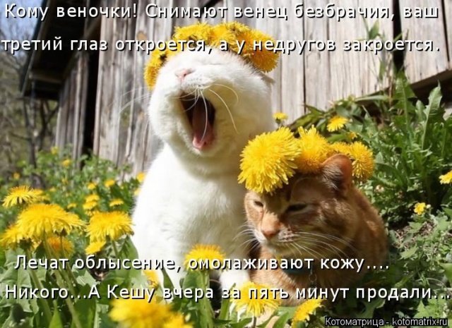 Лучшие котоматрицы недели