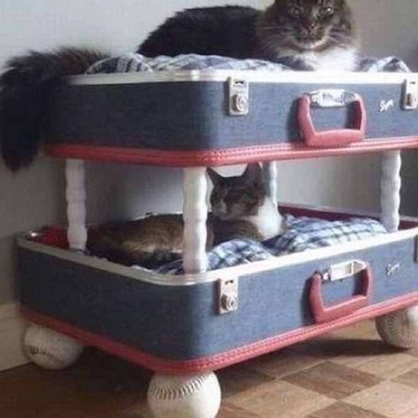 Коты в инстаграмме (27 фото)