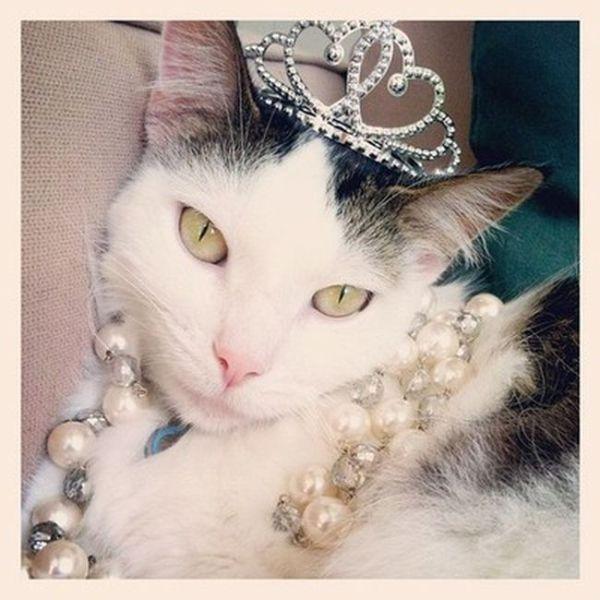 Коты в инстаграмме (27 фото)