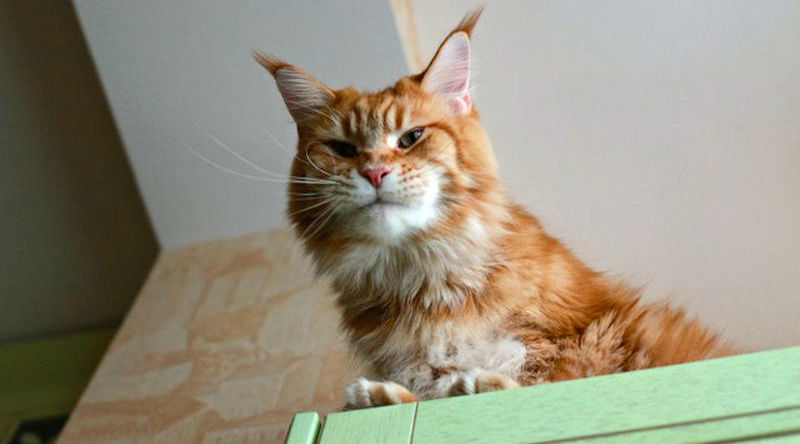 Поддаются ли коты воспитанию Поддаются ли коты воспитанию