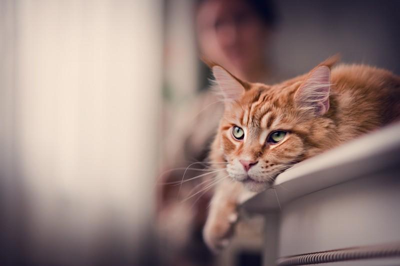 Поддаются ли коты воспитанию Поддаются ли коты воспитанию