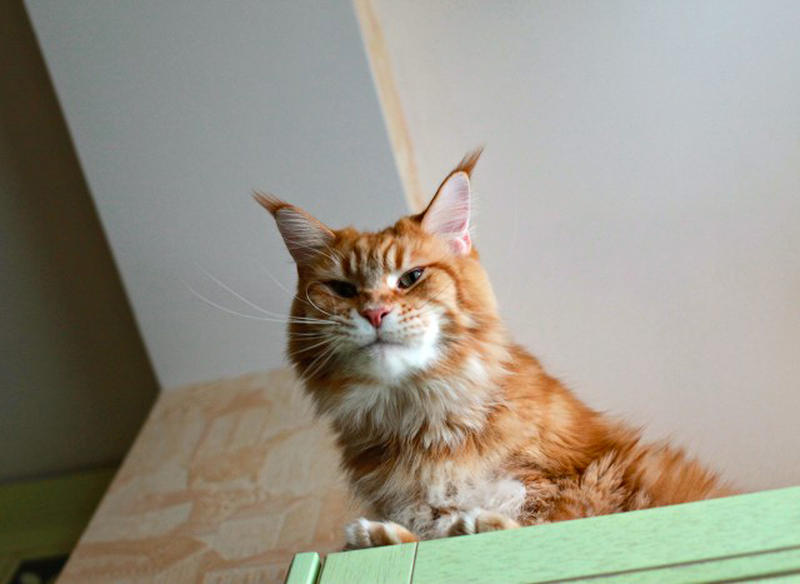 Поддаются ли коты воспитанию Поддаются ли коты воспитанию