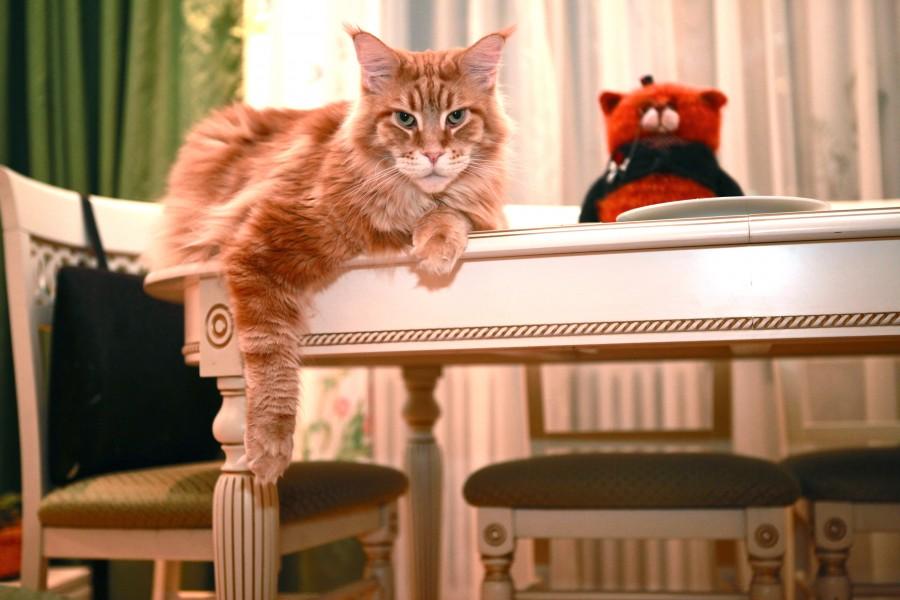 Поддаются ли коты воспитанию Поддаются ли коты воспитанию
