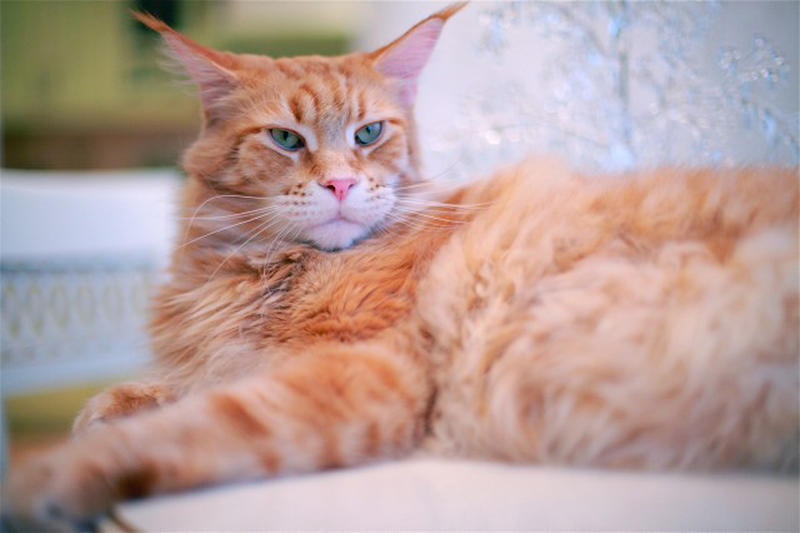 Поддаются ли коты воспитанию Поддаются ли коты воспитанию