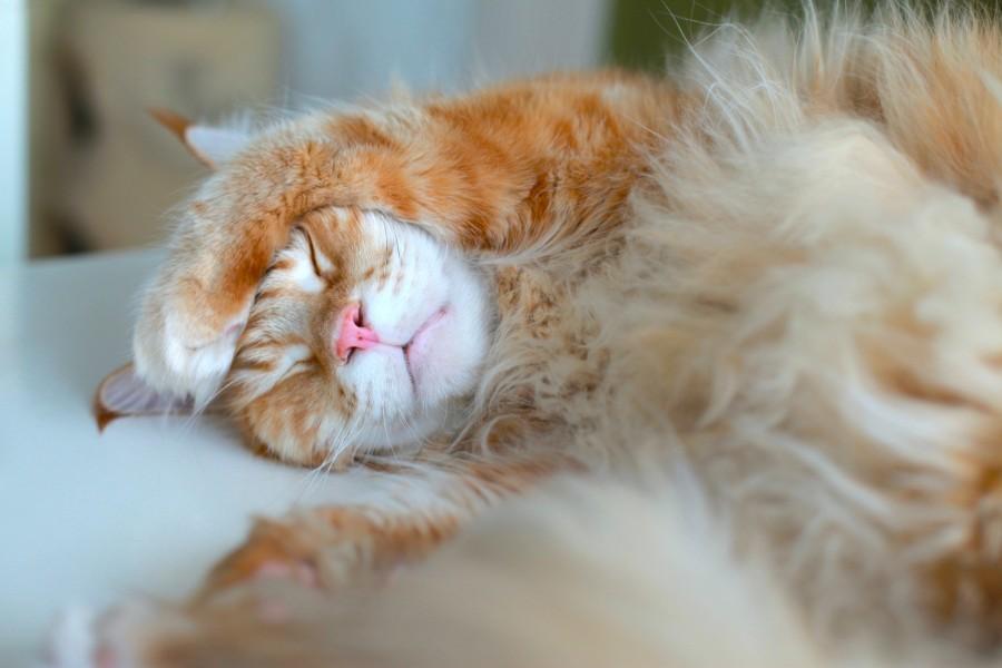 Поддаются ли коты воспитанию Поддаются ли коты воспитанию