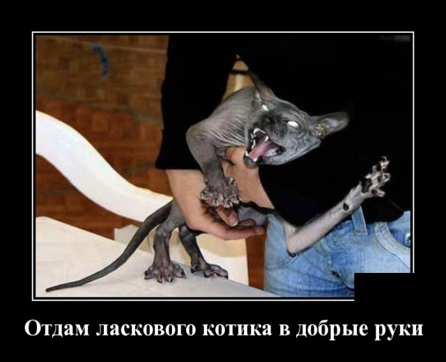 Демотиваторы