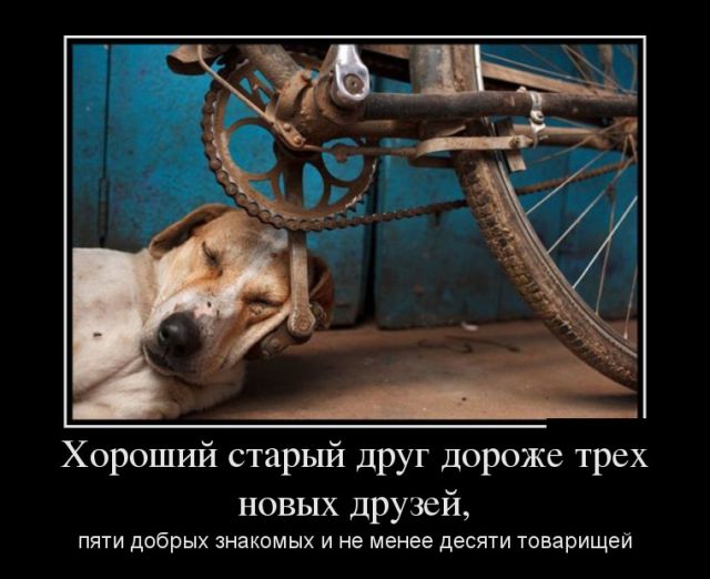 Демотиваторы