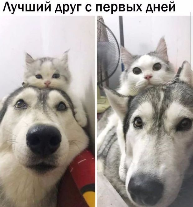 Прикольные картинки