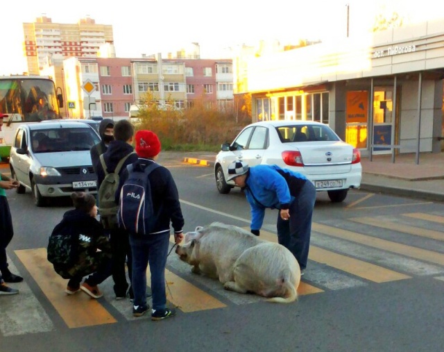 Прикольные картинки