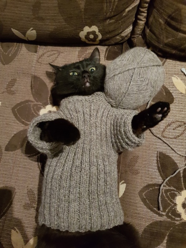 Прикольные картинки