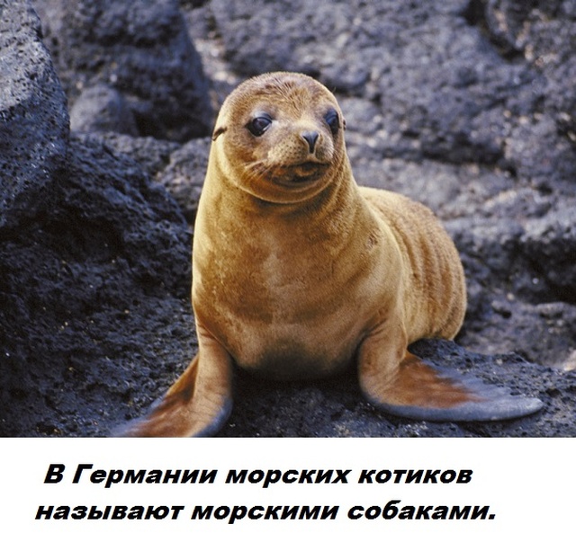 Факты обо всем на свете