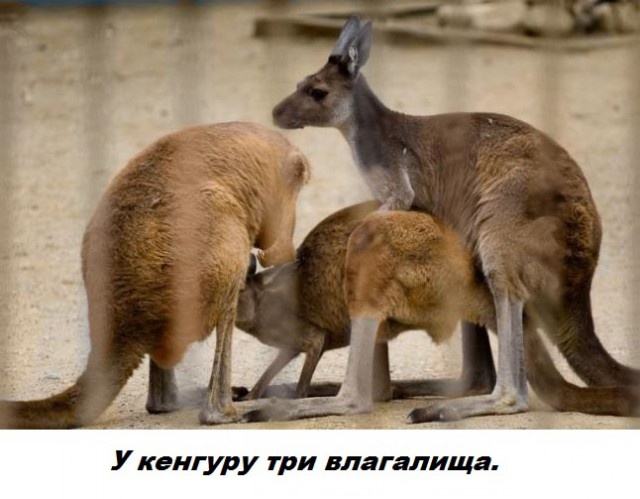 Факты обо всем на свете