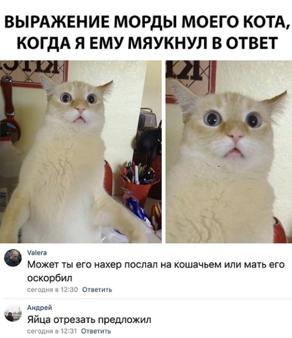 Забавные комментарии и высказывания из соцсетей