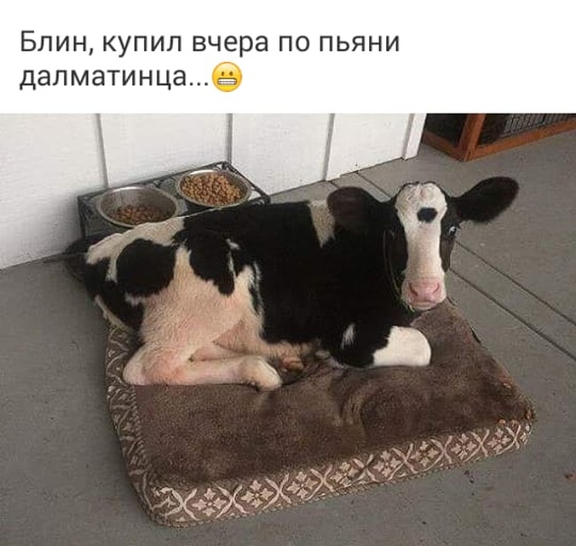 Забавные комментарии и высказывания из соцсетей