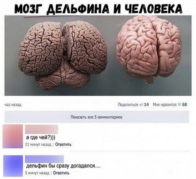 Забавные комментарии и высказывания из соцсетей