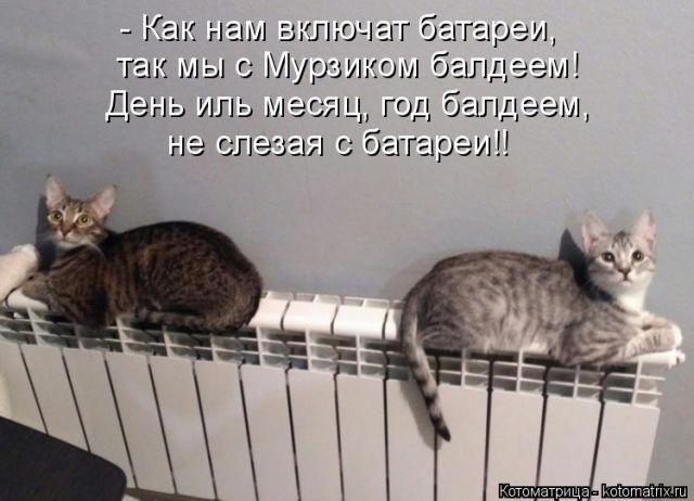 Лучшие котоматрицы недели
