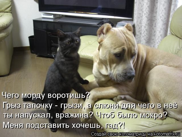 Лучшие котоматрицы недели