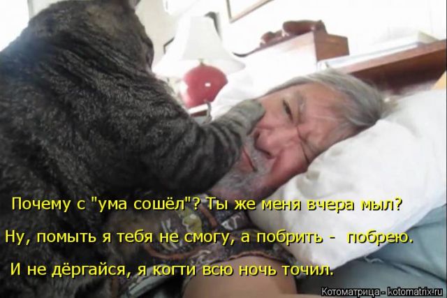 Лучшие котоматрицы недели