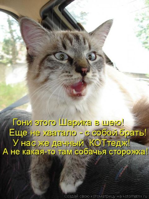 Лучшие котоматрицы недели