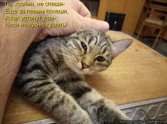 Лучшие котоматрицы недели