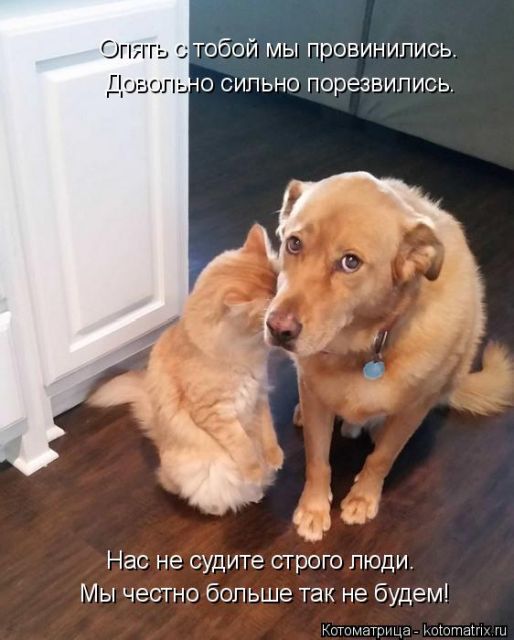 Лучшие котоматрицы недели