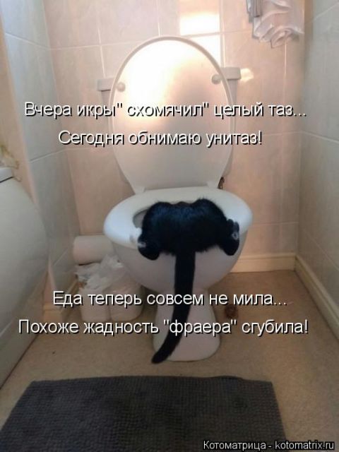 Лучшие котоматрицы недели
